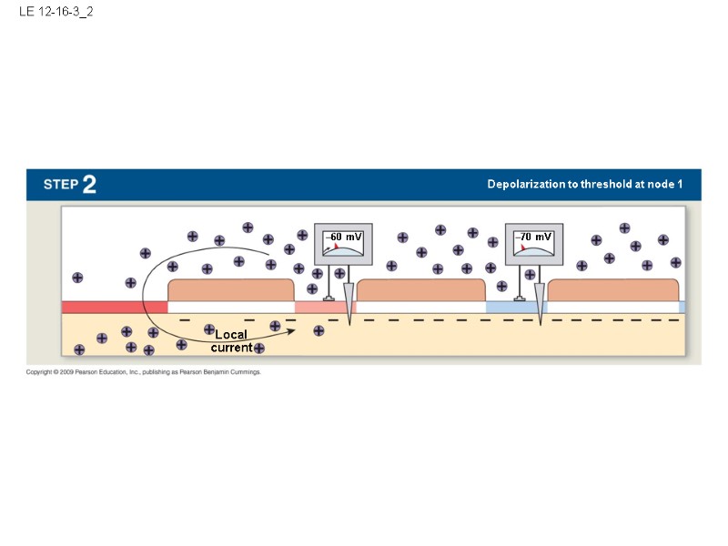 LE 12-16-3_2 –70 mV –60 mV Local current Depolarization to threshold at node 1